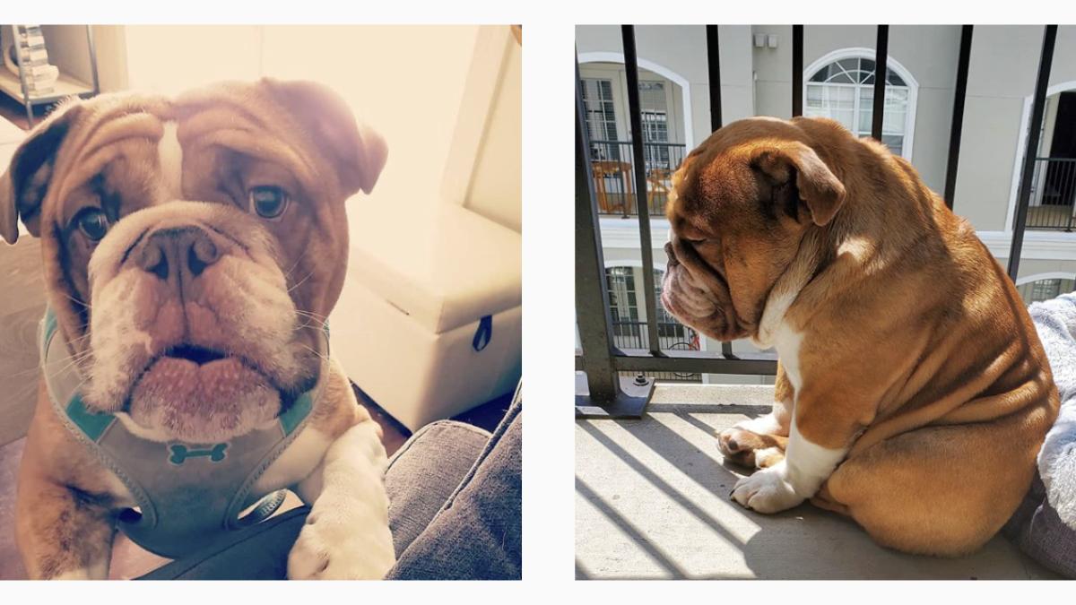 captura-de-ecran-din-2020-04-24-la-00-01-43_47392200