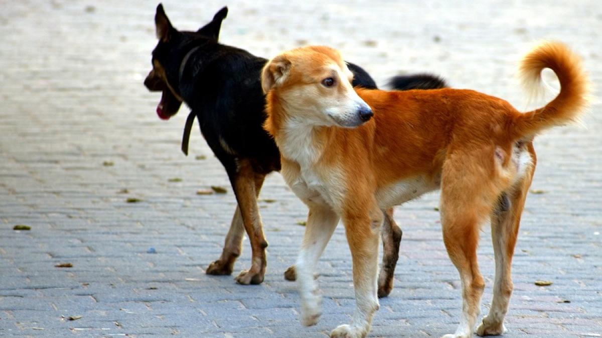 caini_maidanezi_pxb_44596700