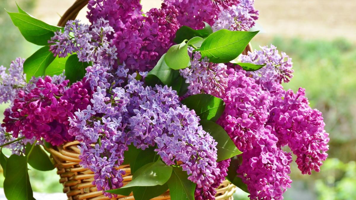 lilac-3366467_1920_36925300