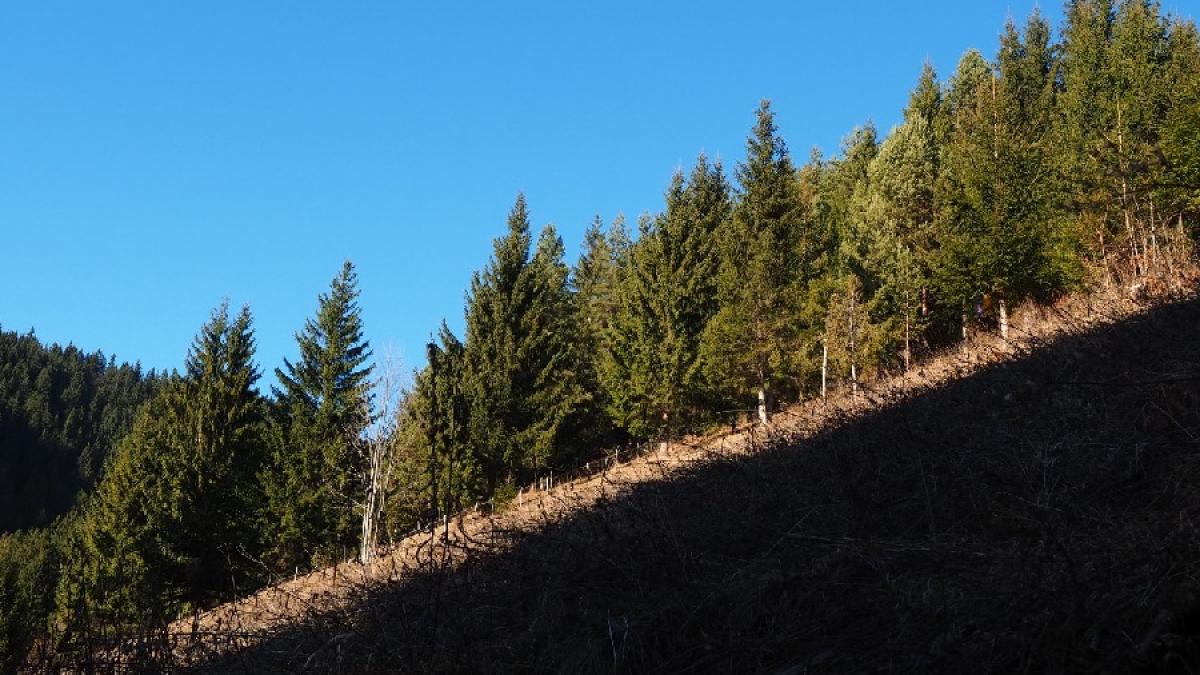 munte_padure_brezi_copaci_dcn_74350800