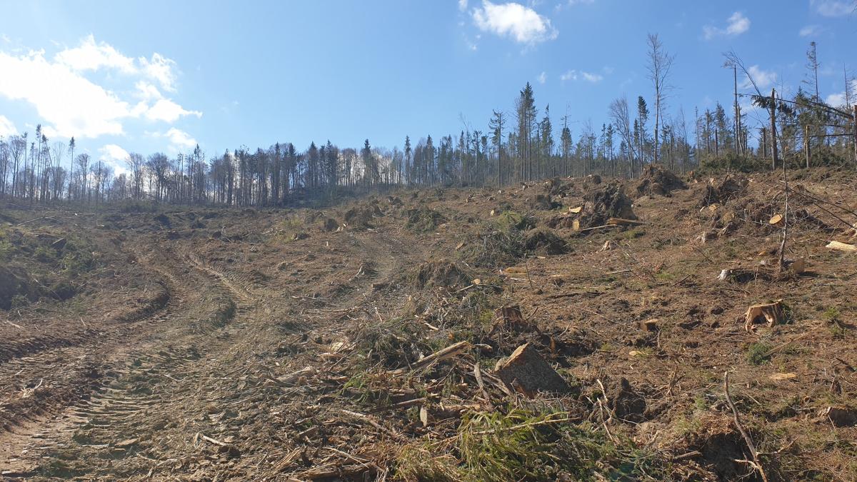 defrisari-romania_78564500