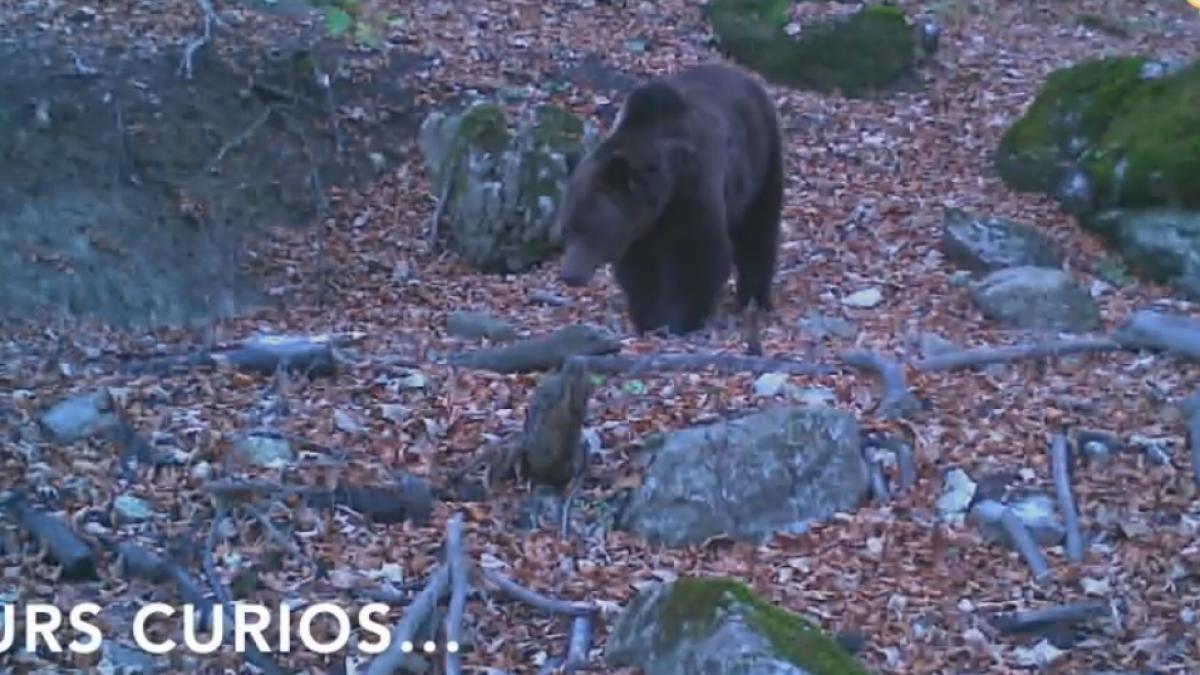 screenshot-2020-04-30-at-12-21-41_38233100