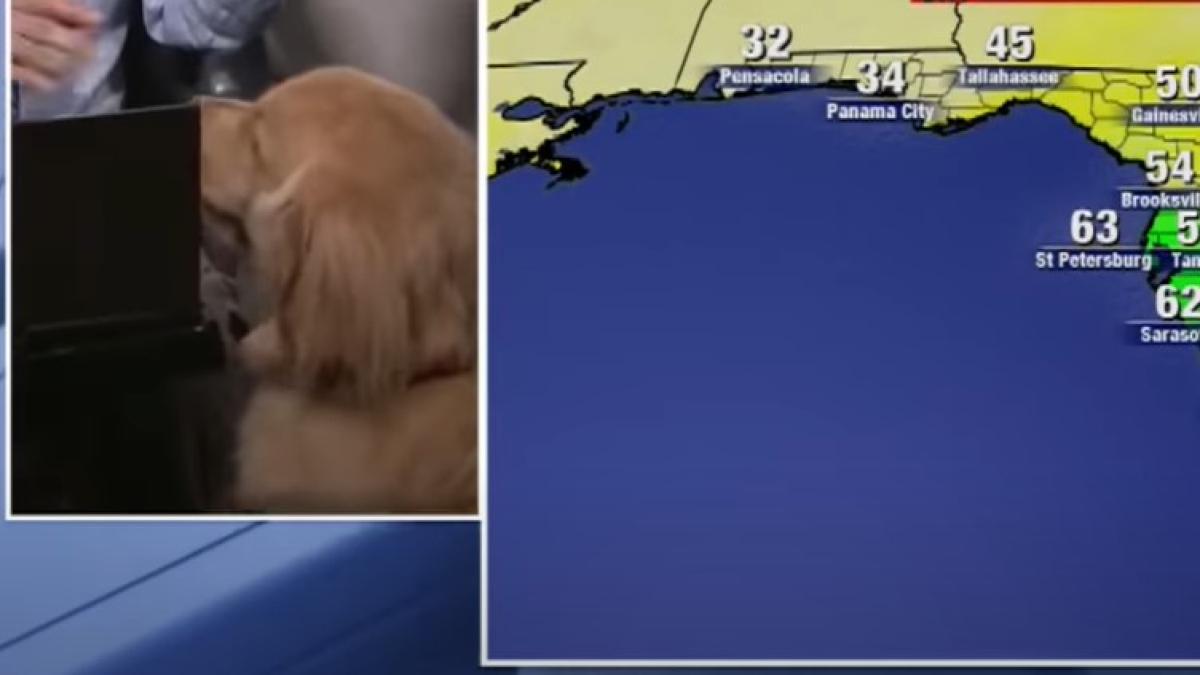 caine_la_meteo_74897700