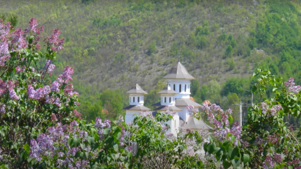 padurea-de-liliac-ponoare_15754700