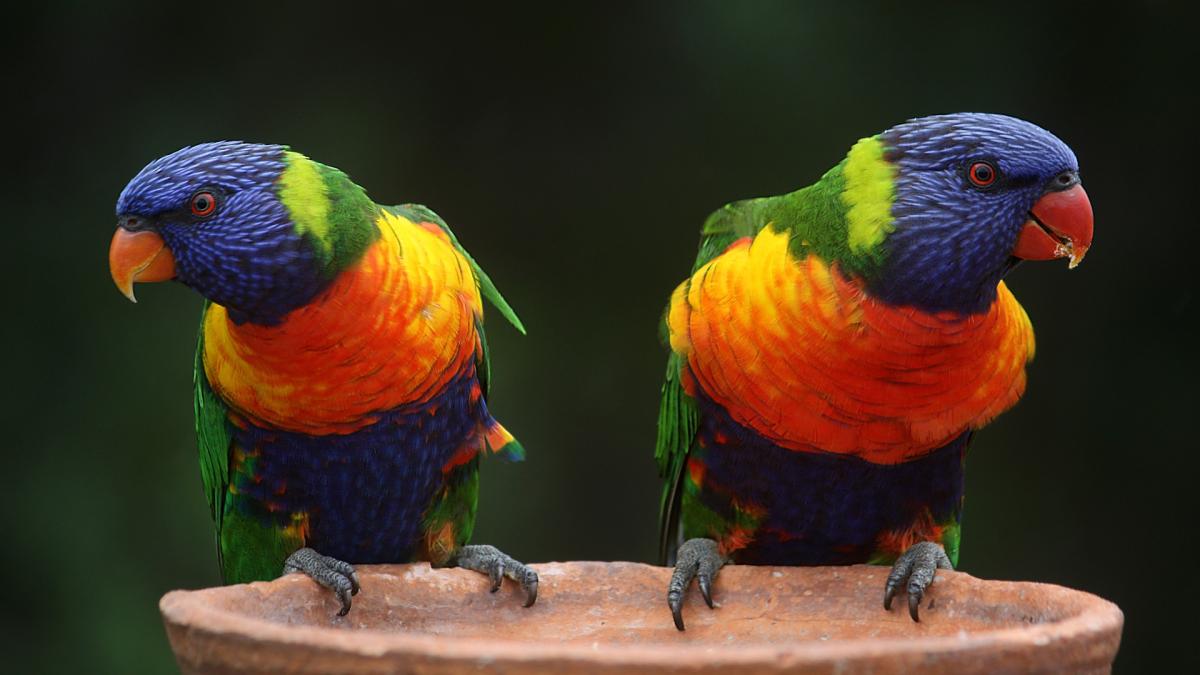 rainbow-lorikeet-686100_1920_76332800