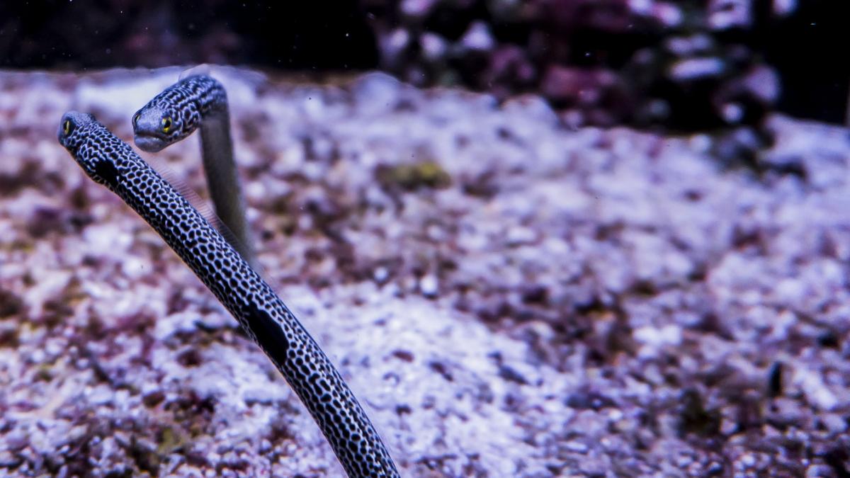 garden-eels-4578213_1920_87958200