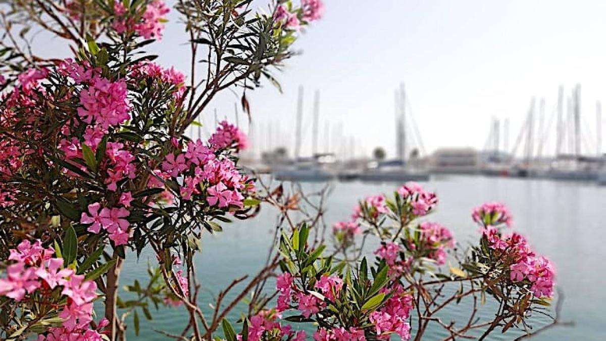 71918483_133107008083182_6356287487656067072_n_85614800