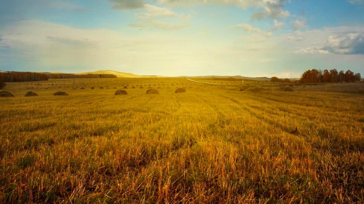 zile_prea_calde_agricultori_08977300