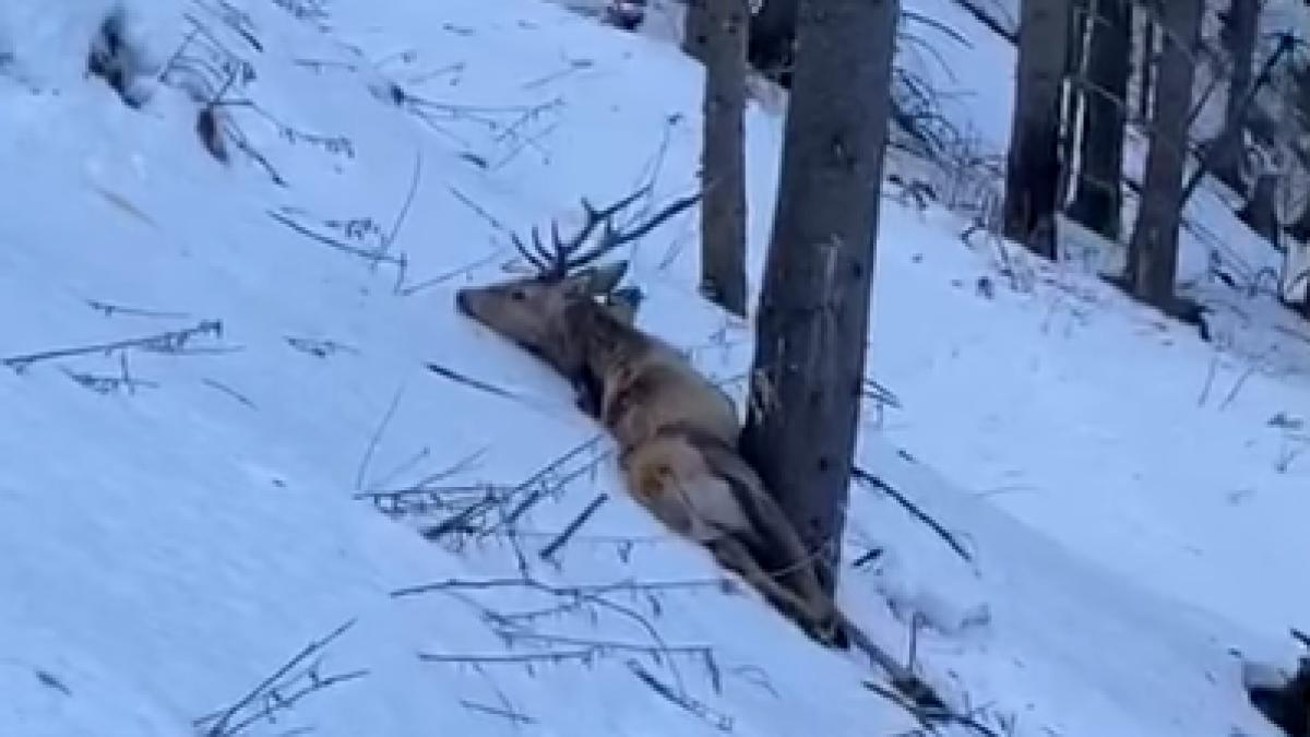 cerb-agonizand-impuscat-de-un-braconier_69603300