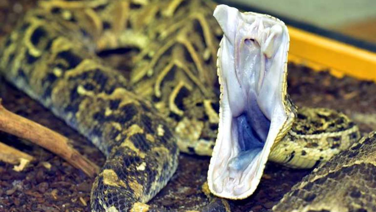 vipera_venin_sarpe_64437200