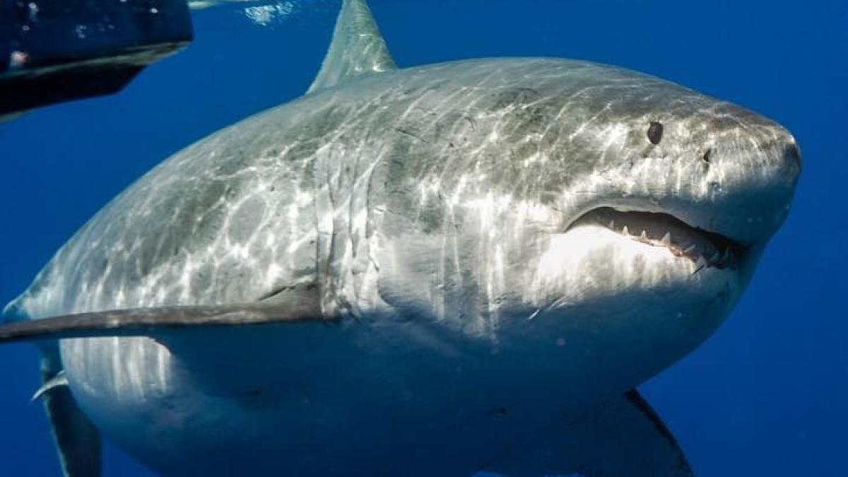 rechin_gigant_2_74206900