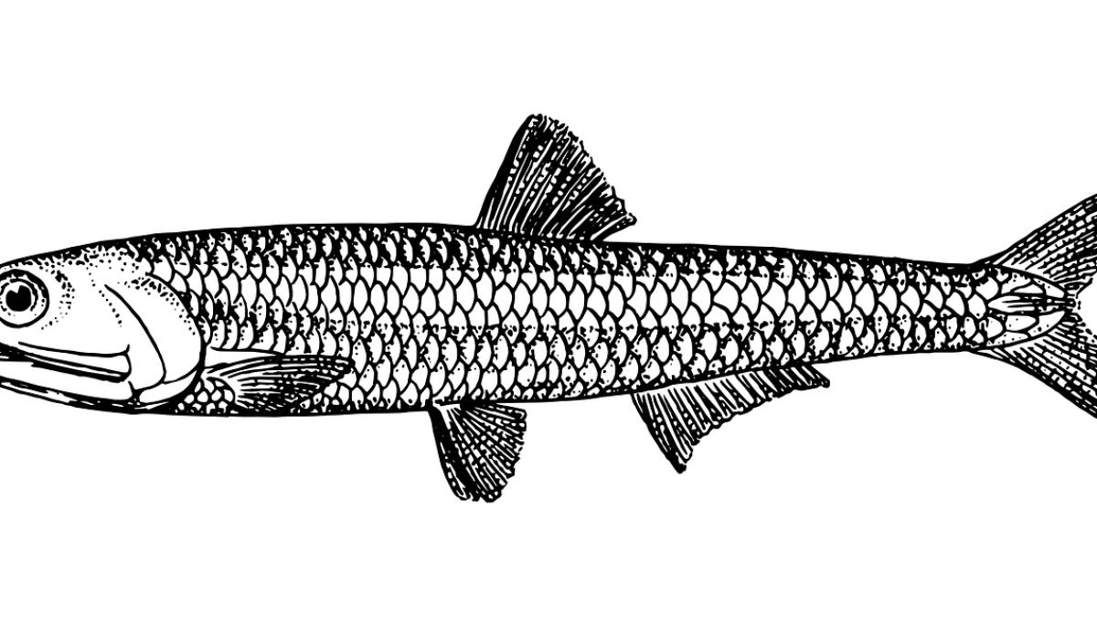 ansoa_peste_21309000