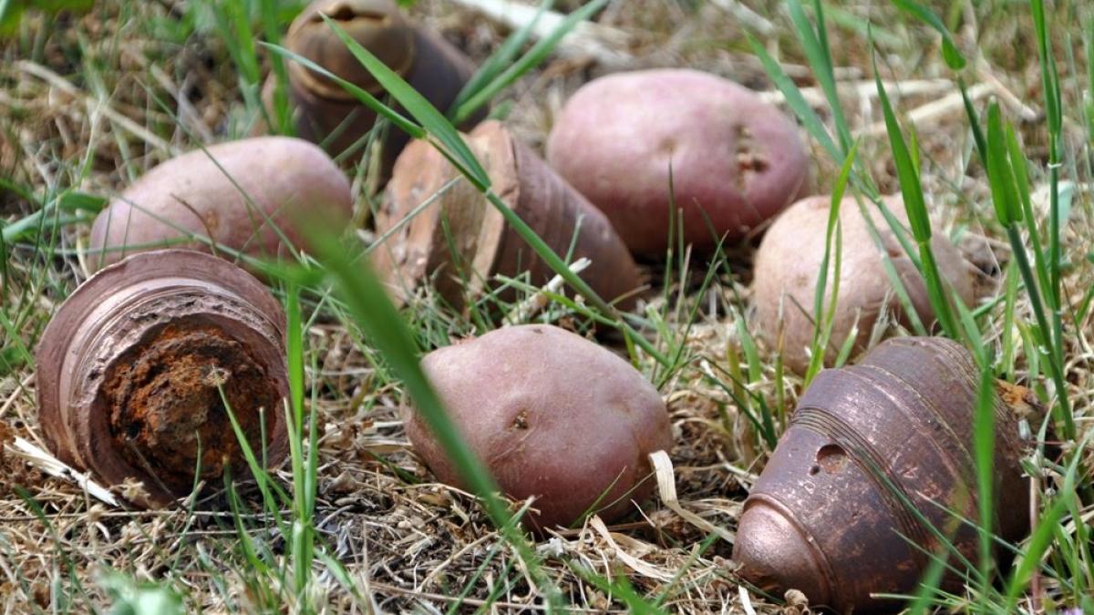 96394403_3201510449915280_1739544875382079488_o_37691500