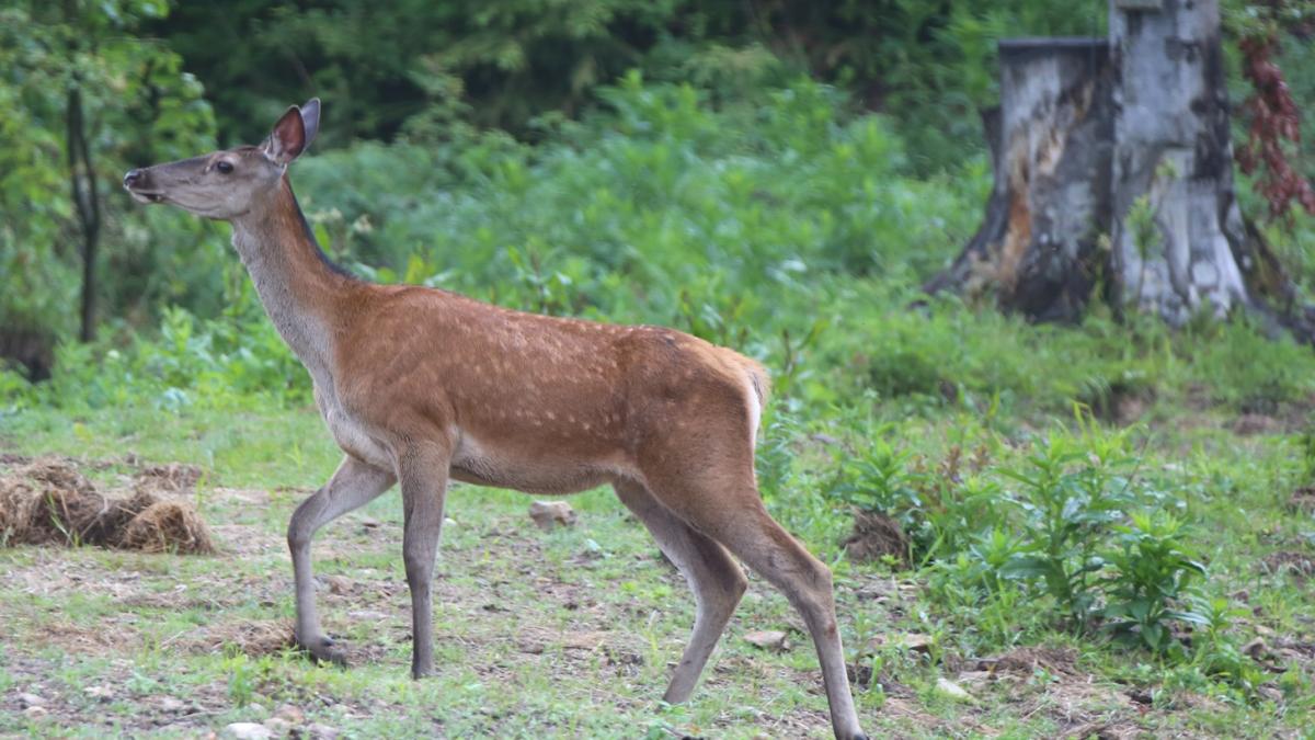 03_carpathia_caprioara_09877600