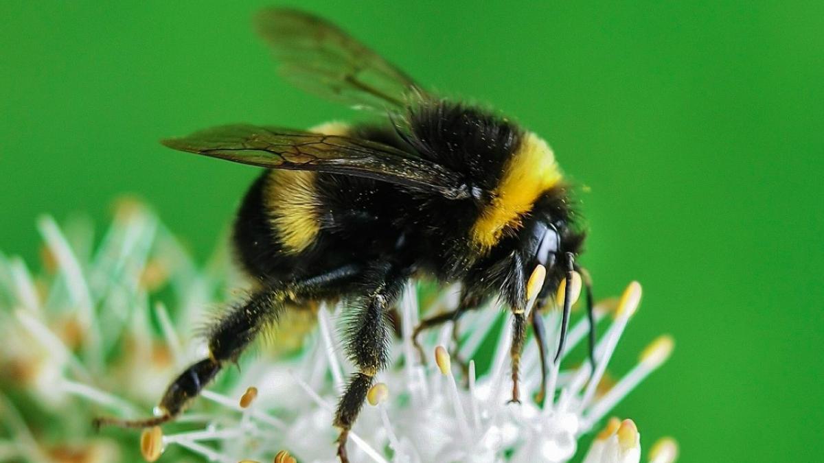 bondar_floare_54711800