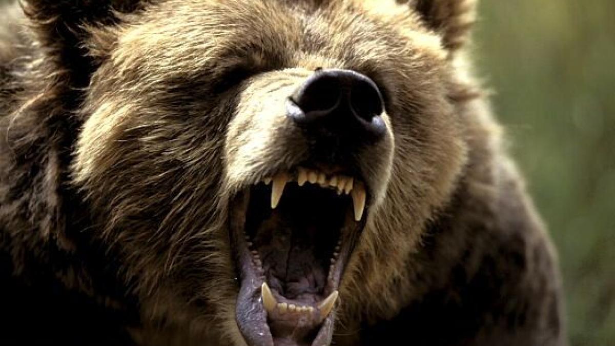 urs-grizzly-atac_33970100