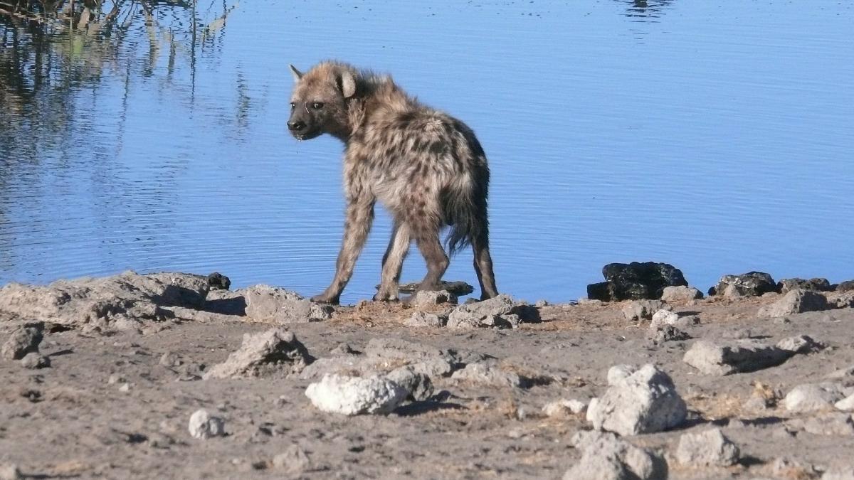 hiena-africana_29979400