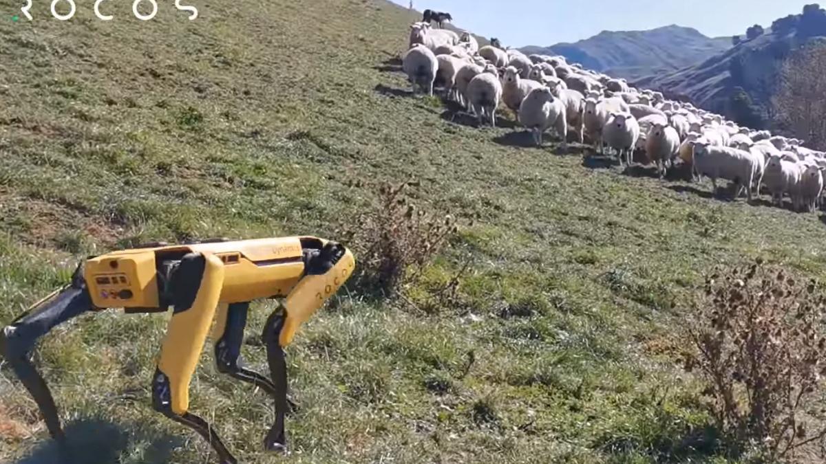 robotul de transhumanta imagini inedite comentate de un cioban adevarat