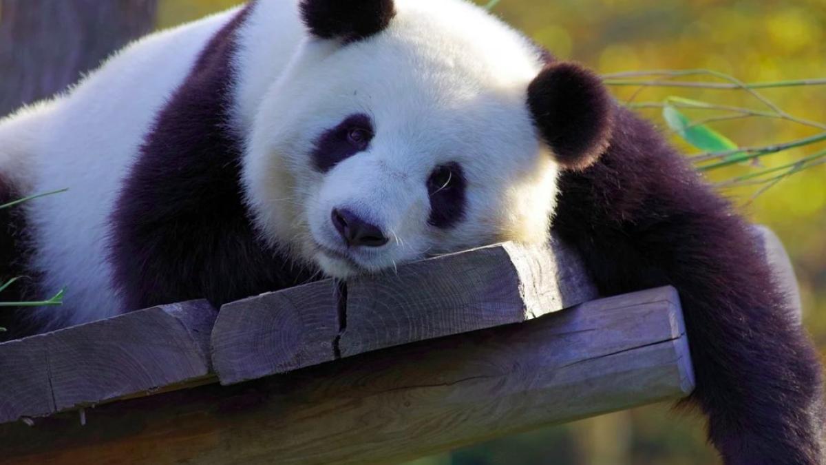 panda_urs_panda_25206600