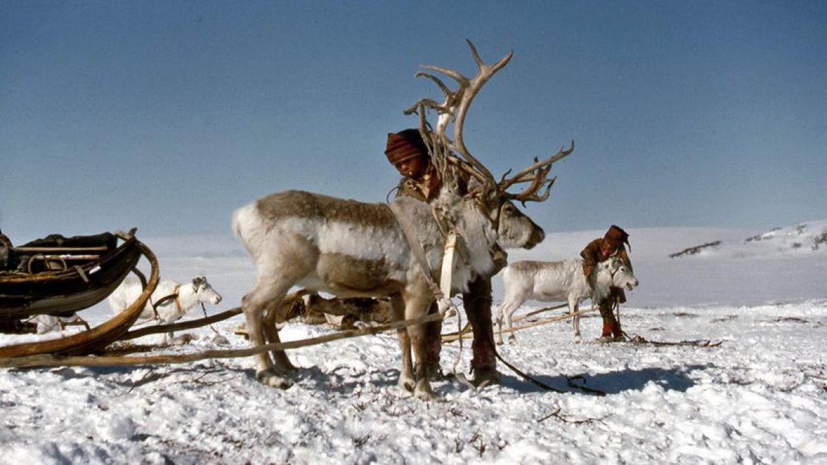 primavara_renilor_71347600