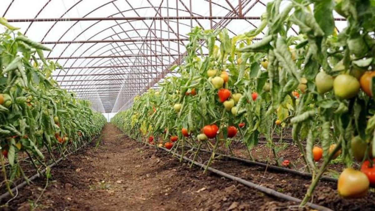 programul-tomata_19069800