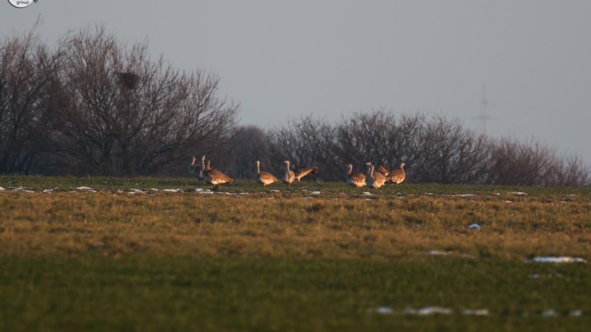 dropia_romania_the_nature_corner-9_09216000