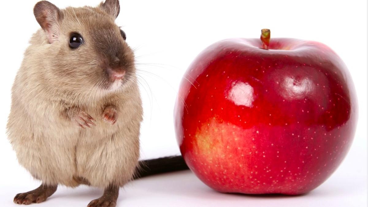 cobai_laborator_11421600