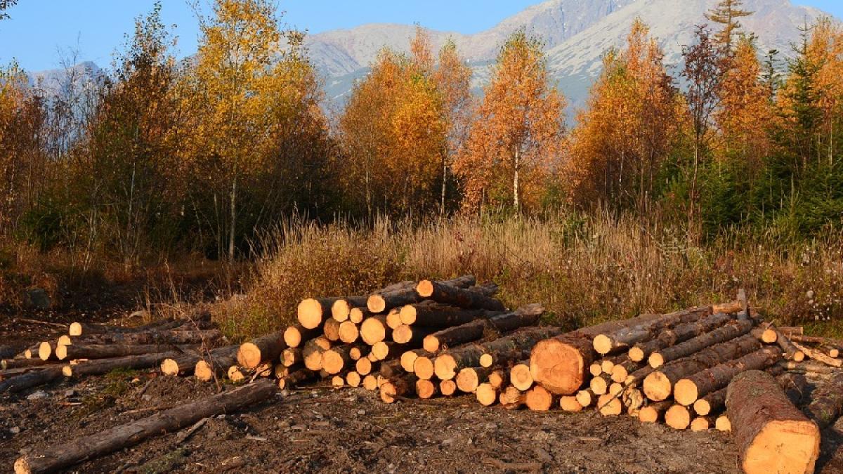 padure_taieri_furturi_defrisari_pxb_26873900