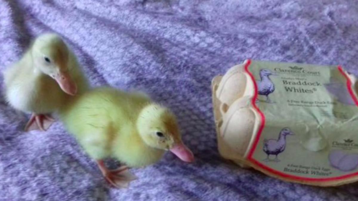 ratuste_oua_supermarket_3_75901800