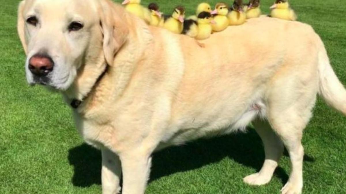 caine_ratuste_marea_britanie_07244300