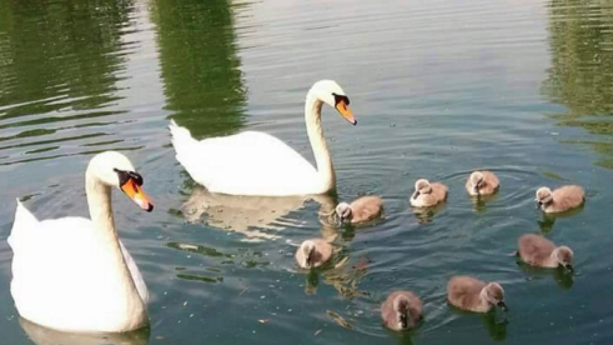 boboci_lebada_99451300