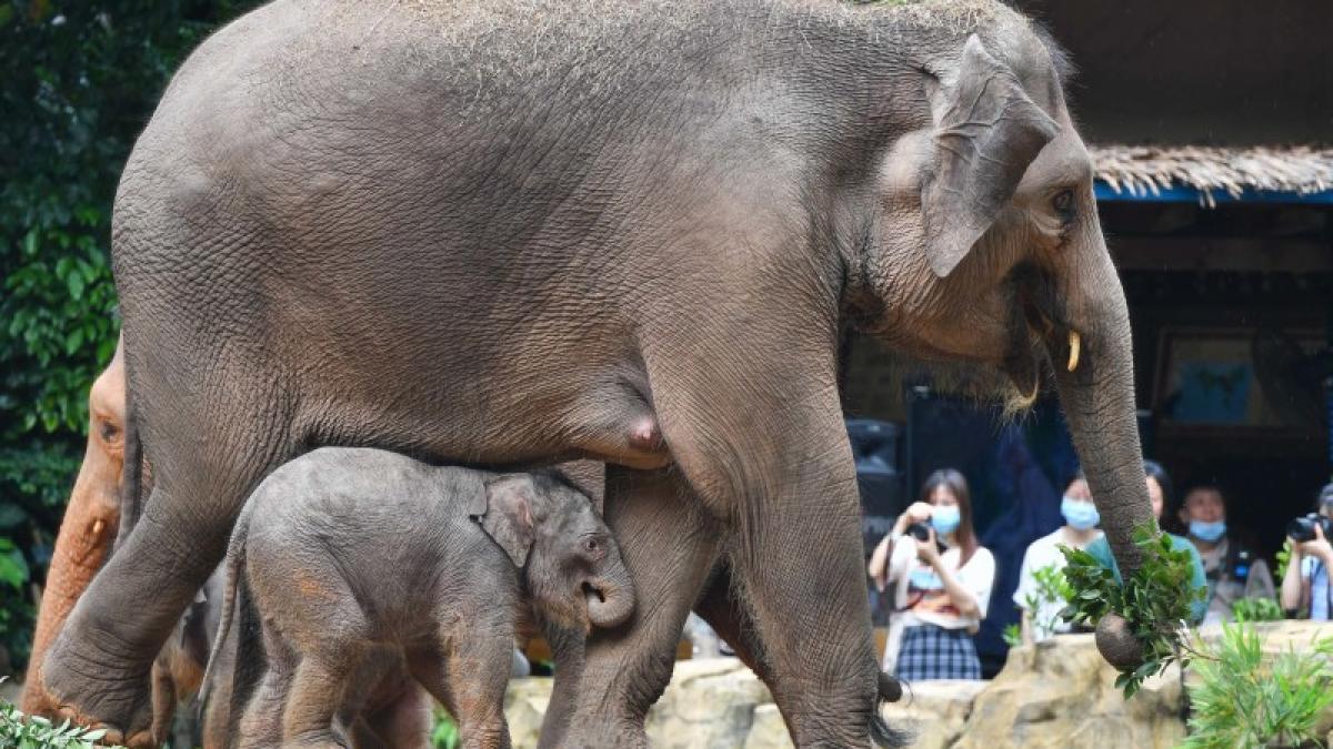 elefanti_asiatici_international_67899000