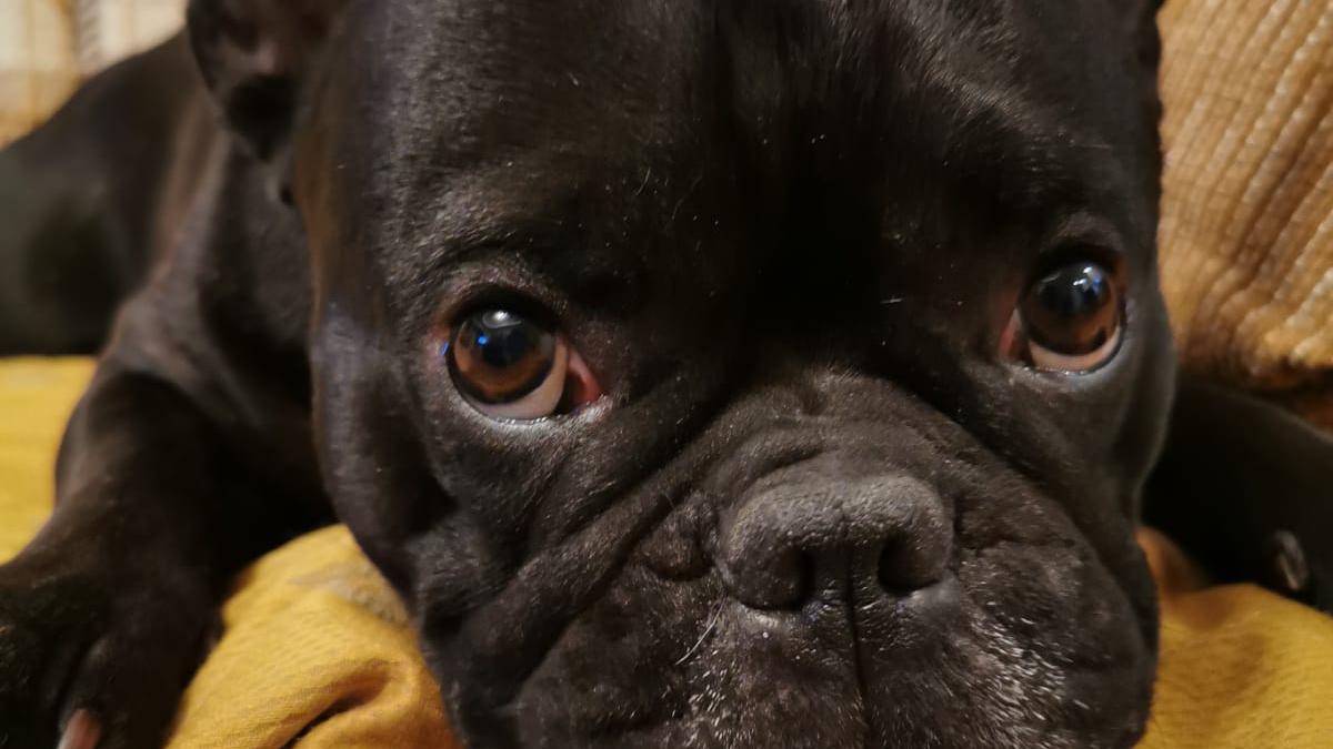 caine-curtifan_19151000