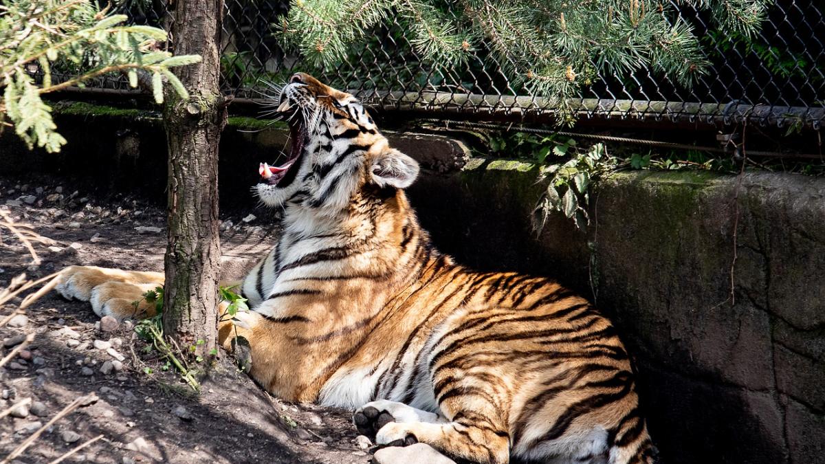 tigru-siberian_46888200