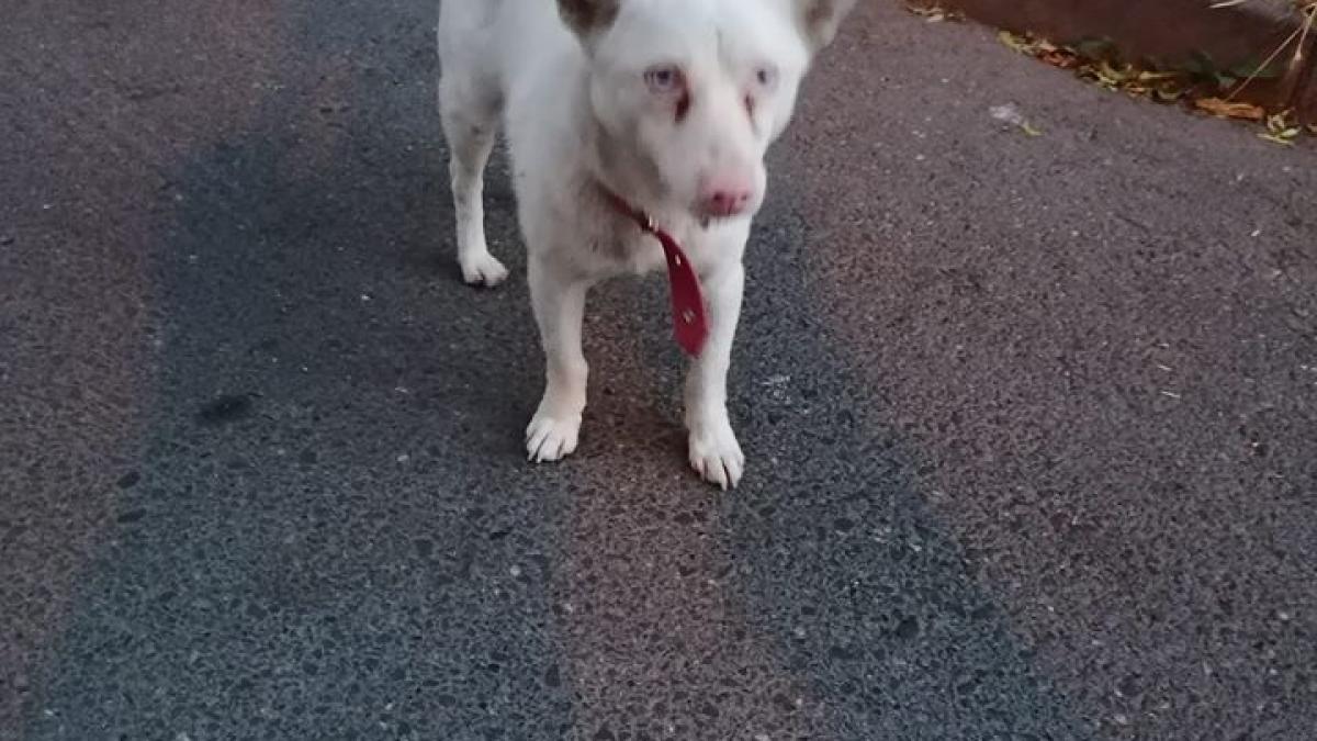 caine-pierdut-bucuresti_69425400