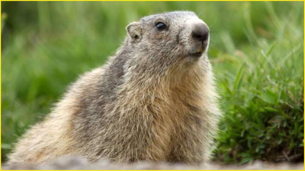 marmota_65013900