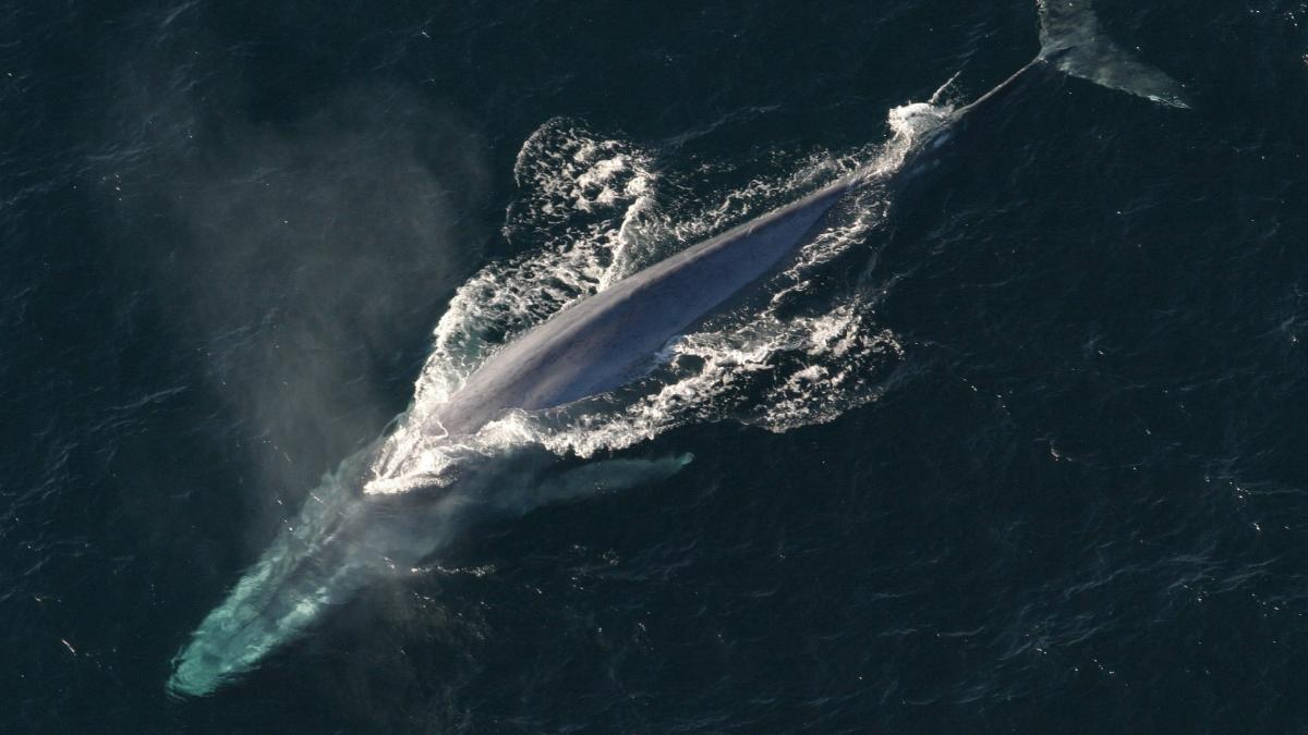 blue-whale-1198719_1920_07991100