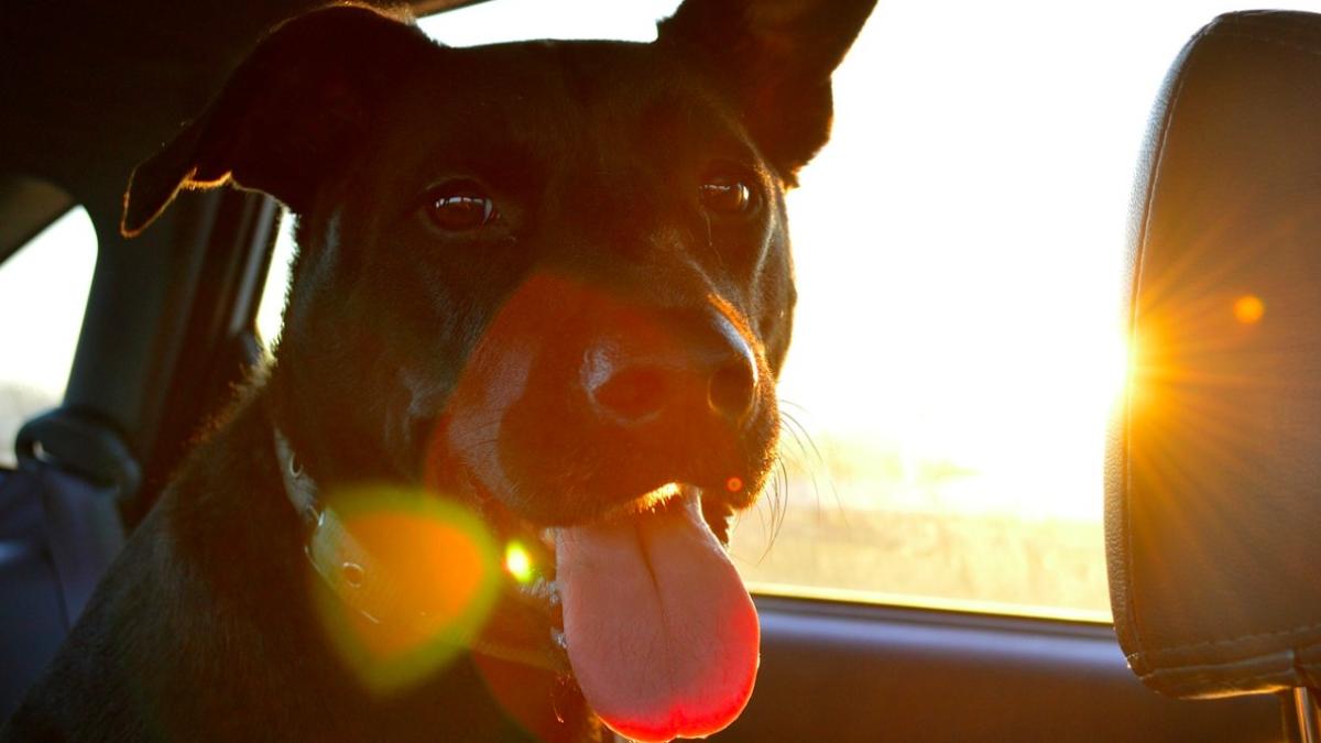 caine_in_masina_pericol_72397900