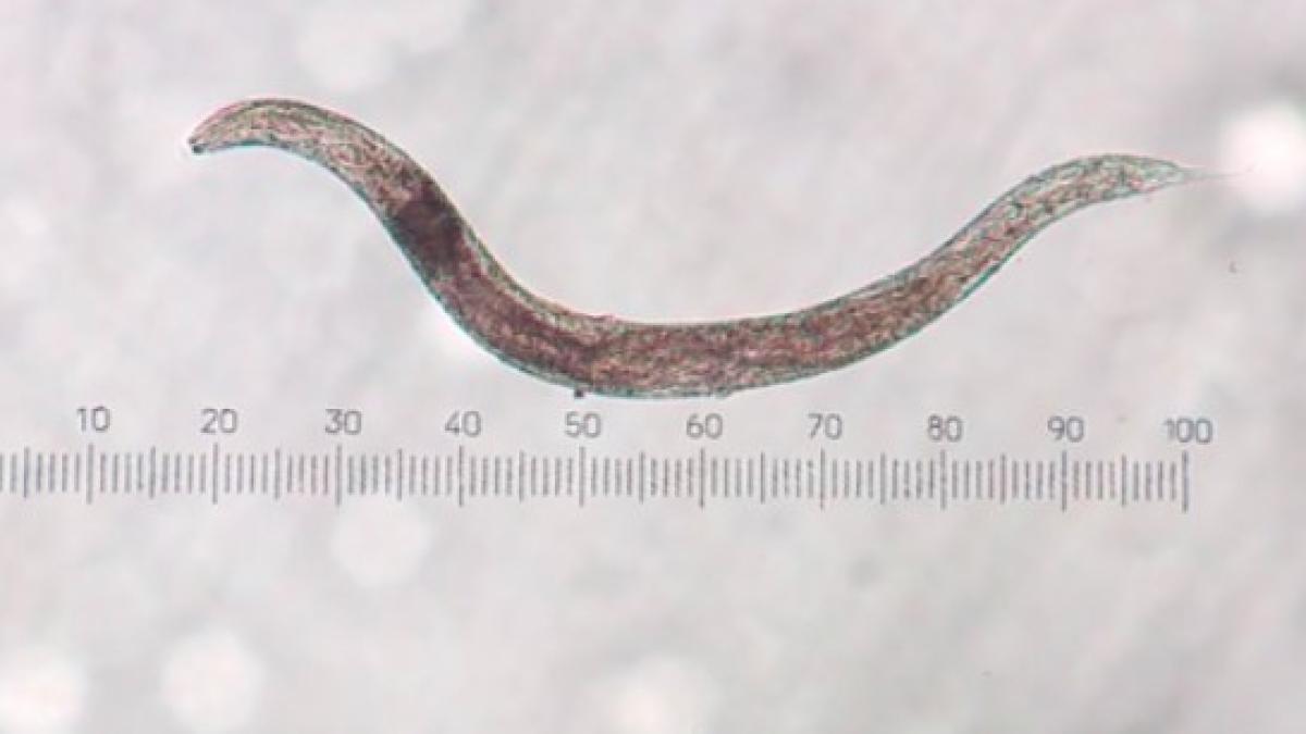 nematod_infectie_85710400