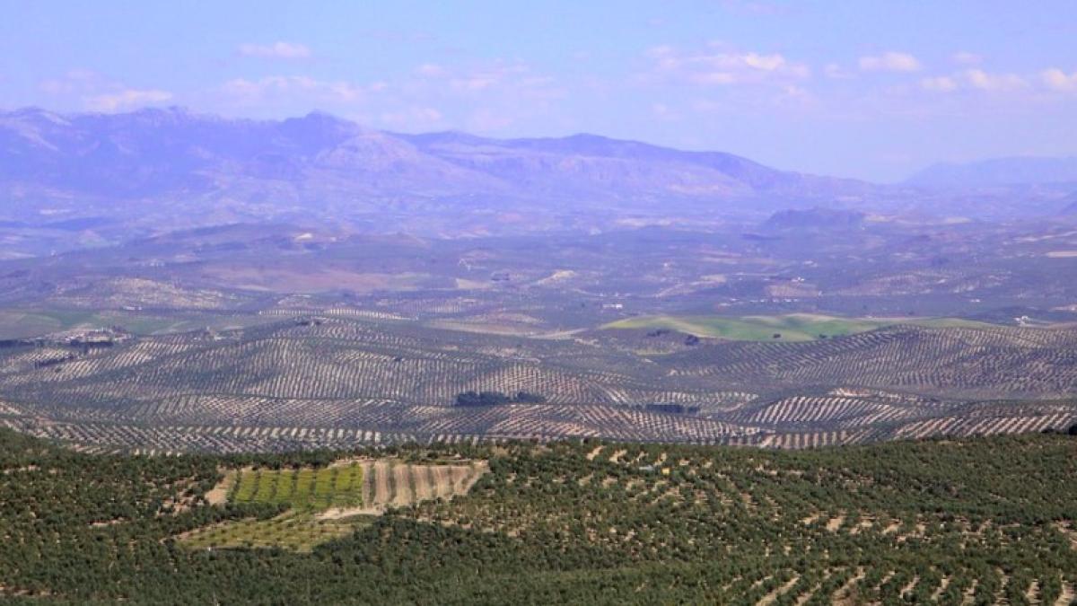 spania_anunt_fals_03300800