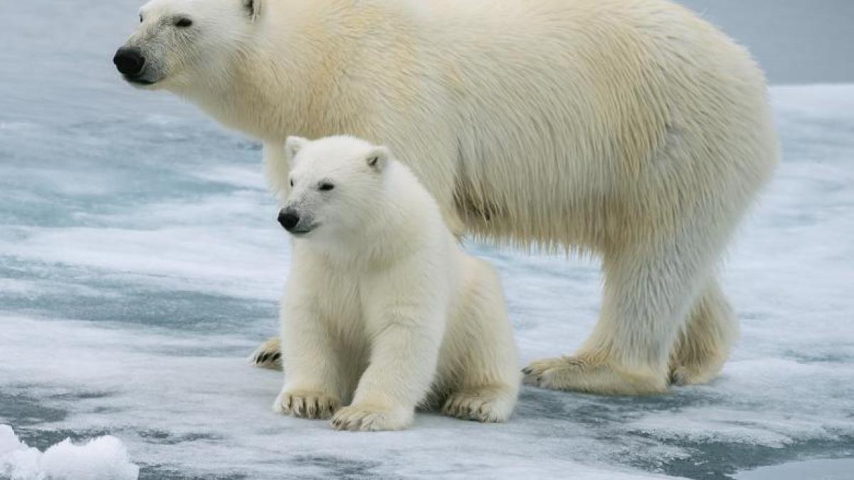 njawjnpjptemagfzad1hnzflyti3zwrjzdfmodvmzmq5zwjlotm2yzhjngi2maprc-3dprc-3d-thumb_09229300