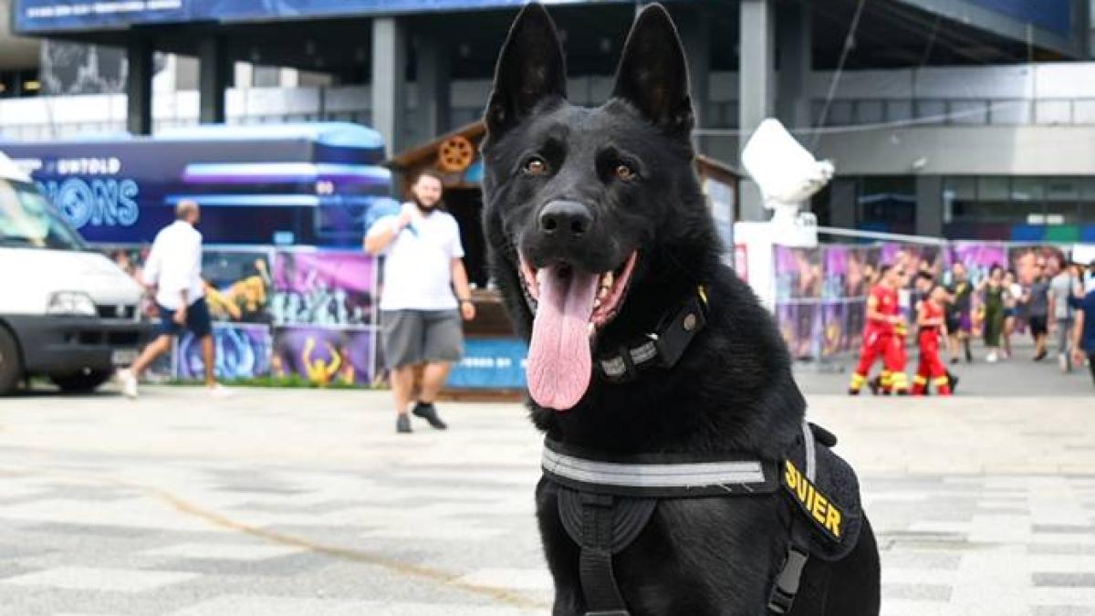 caine-politie-antidrog_55742100