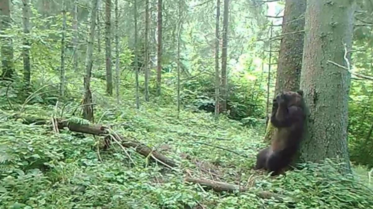 screenshot-2020-07-31-at-19-35-28_30315100