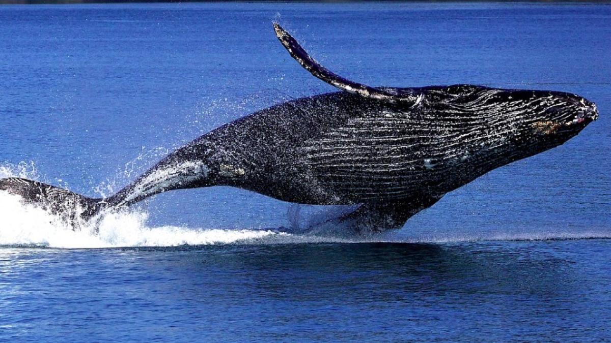 balena_cu_cocoasa_41031600