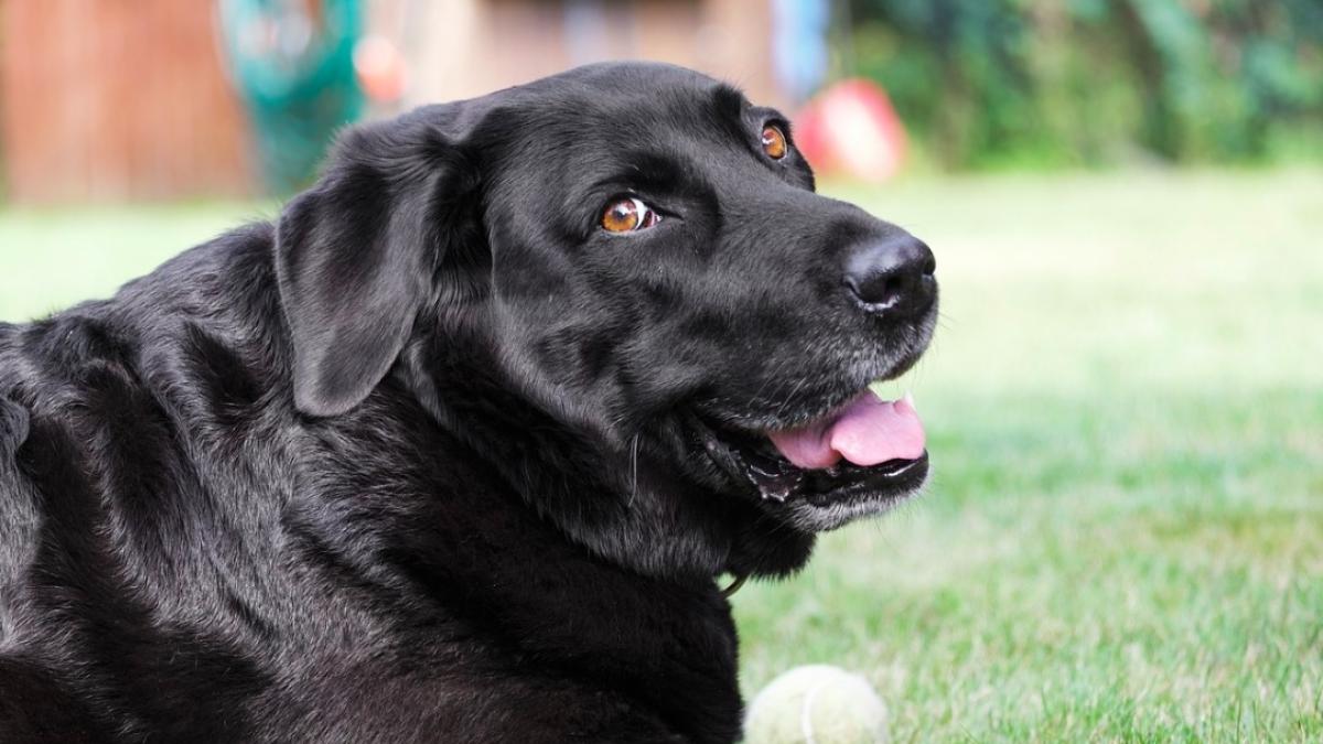 black_retriever_labrador_harry_79923100