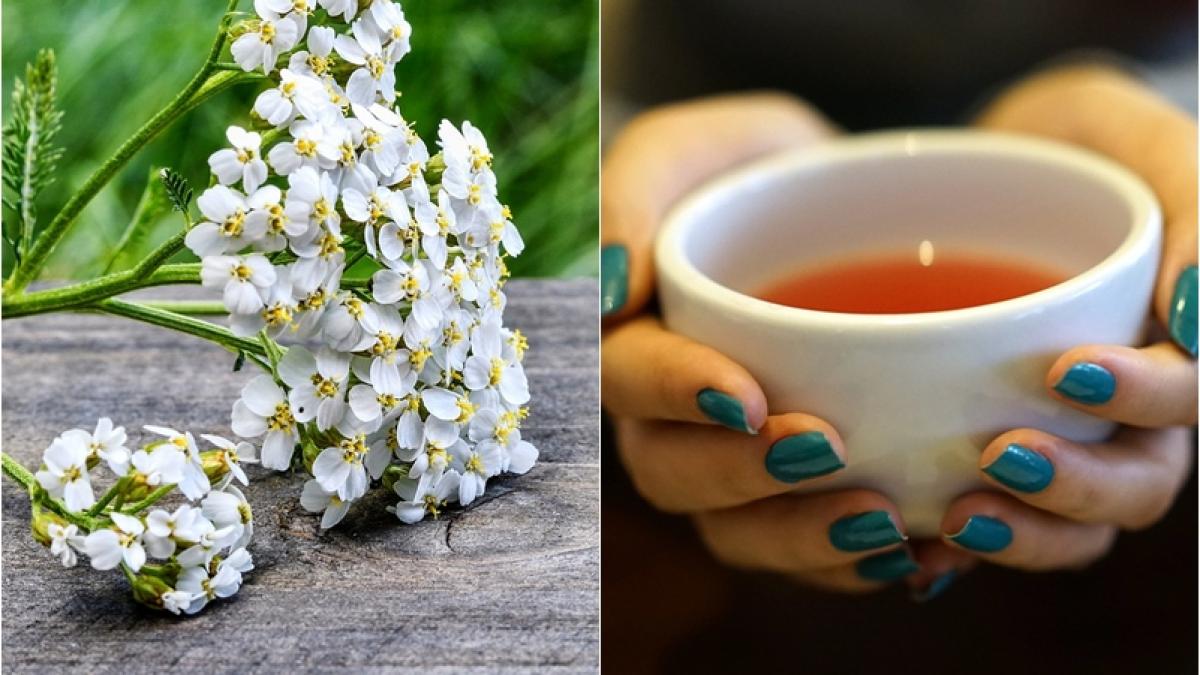 ceai-coada-soricelului_14356200