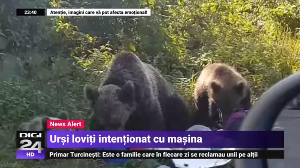 ursi_masina_21361800