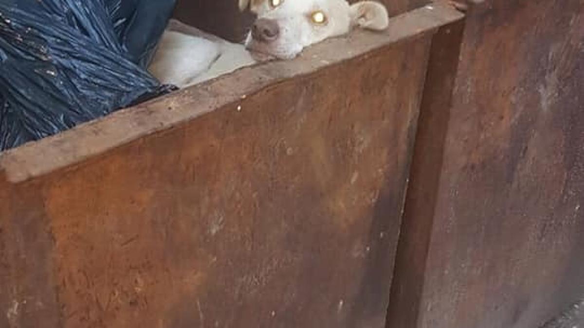 caine_gunoi_moldova_18715100