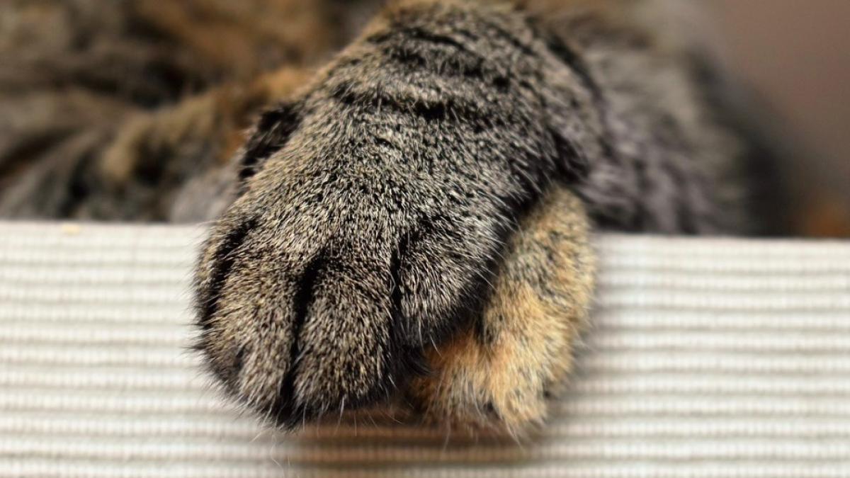 pisica_politie_violenta_06050000