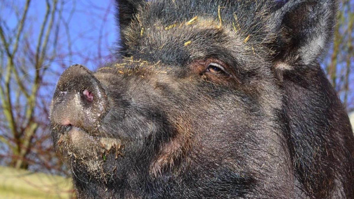 mistret_germania_international_96631200